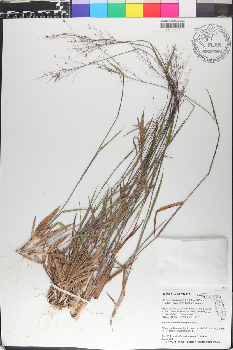 Dichanthelium ovale subsp. ovale