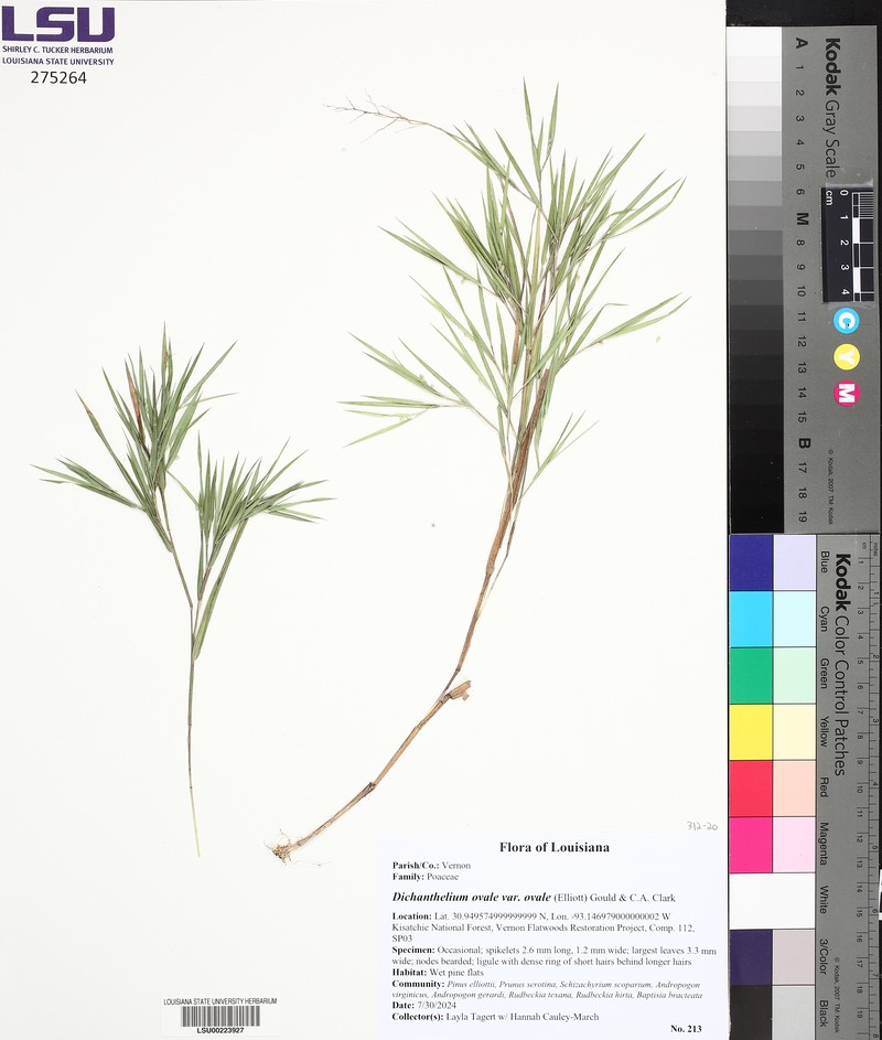 Dichanthelium ovale subsp. ovale photo 2