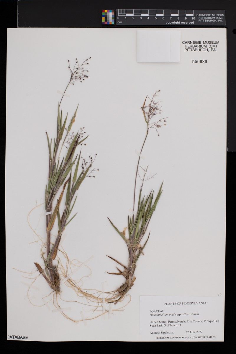 Dichanthelium ovale subsp. pseudopubescens
