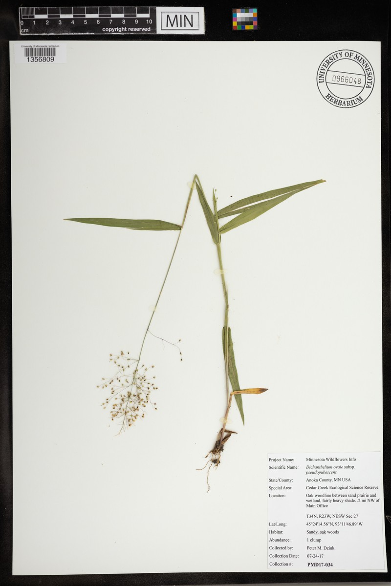 Dichanthelium ovale subsp. pseudopubescens photo 2