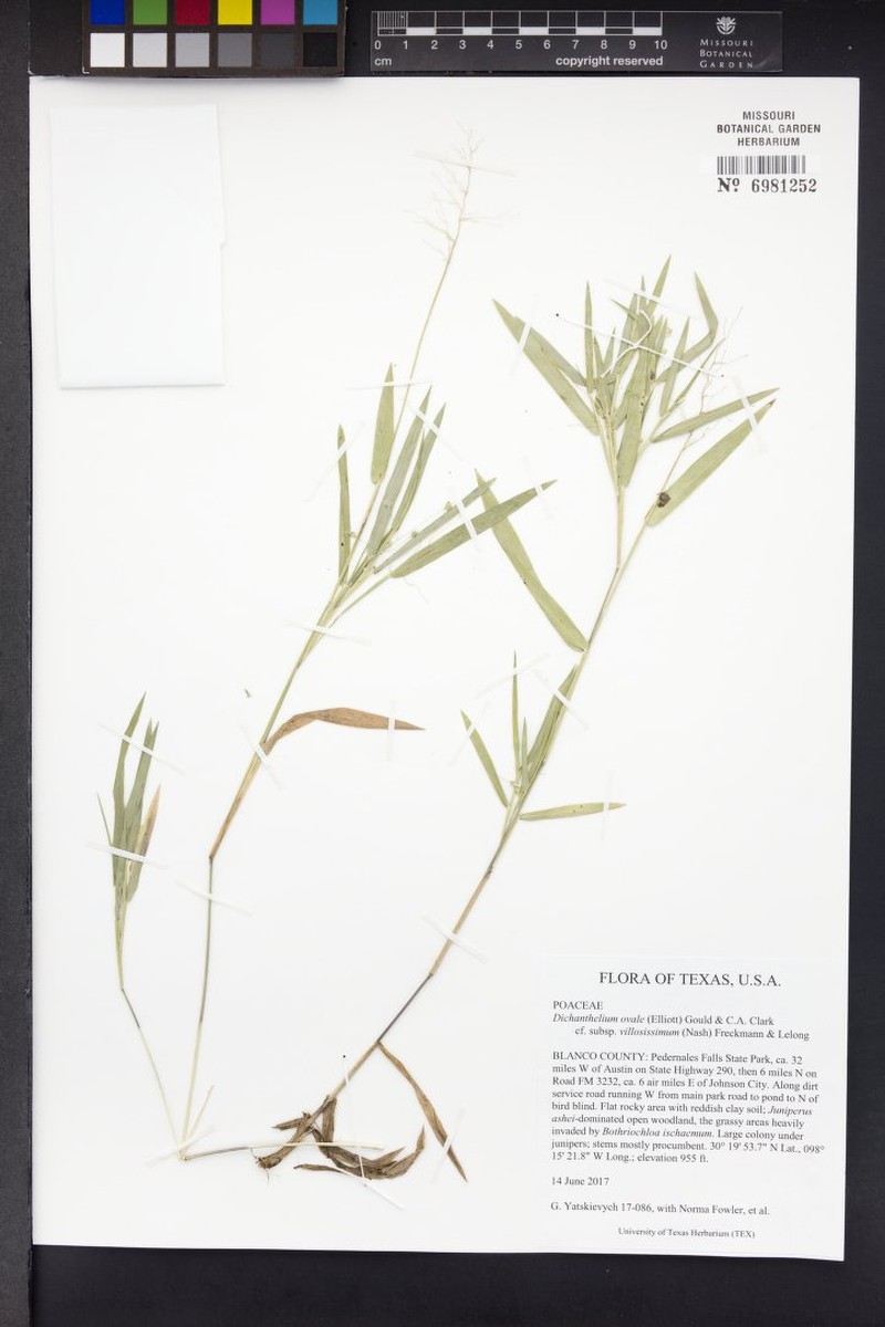 Whitehair Rosette Grass