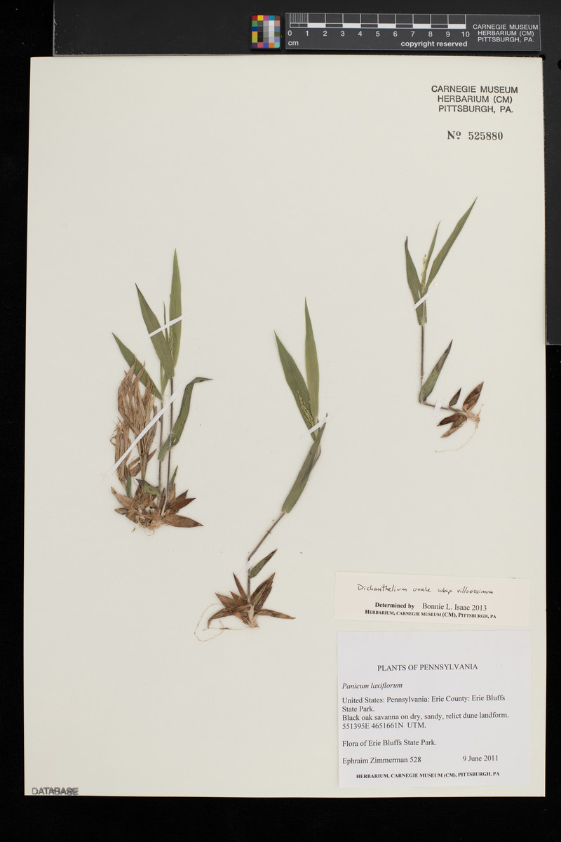 Whitehair Rosette Grass photo 2
