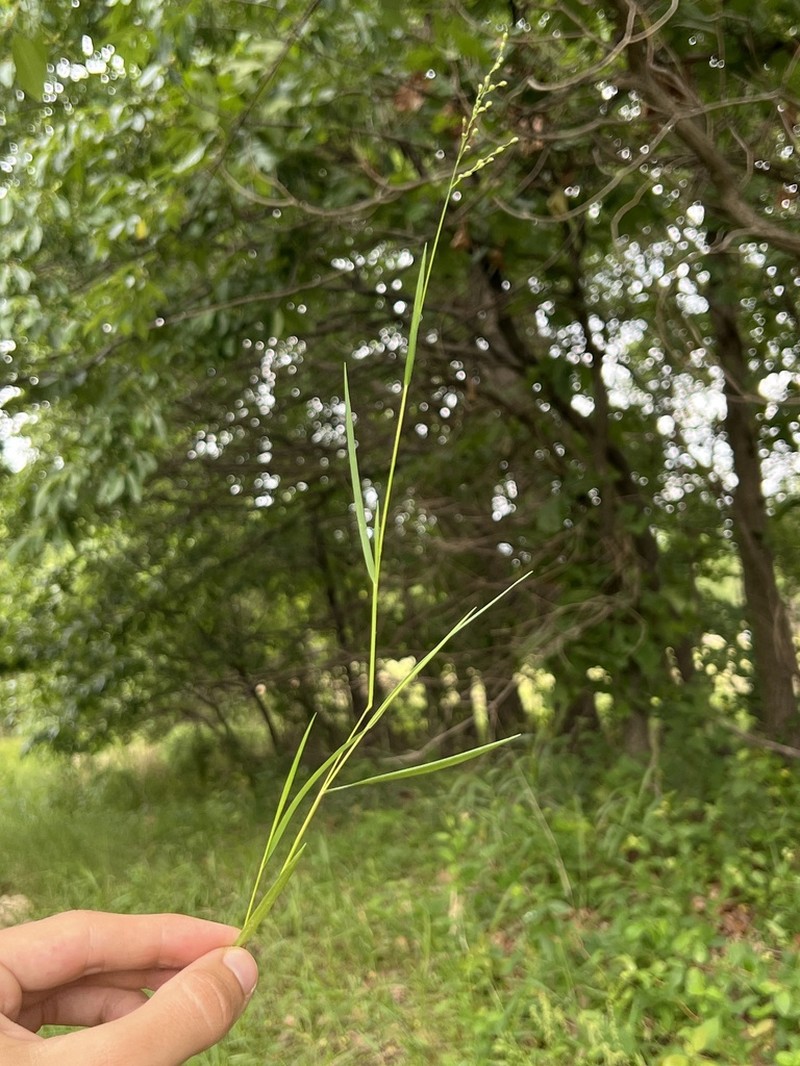 Dichanthelium ovinum photo 2