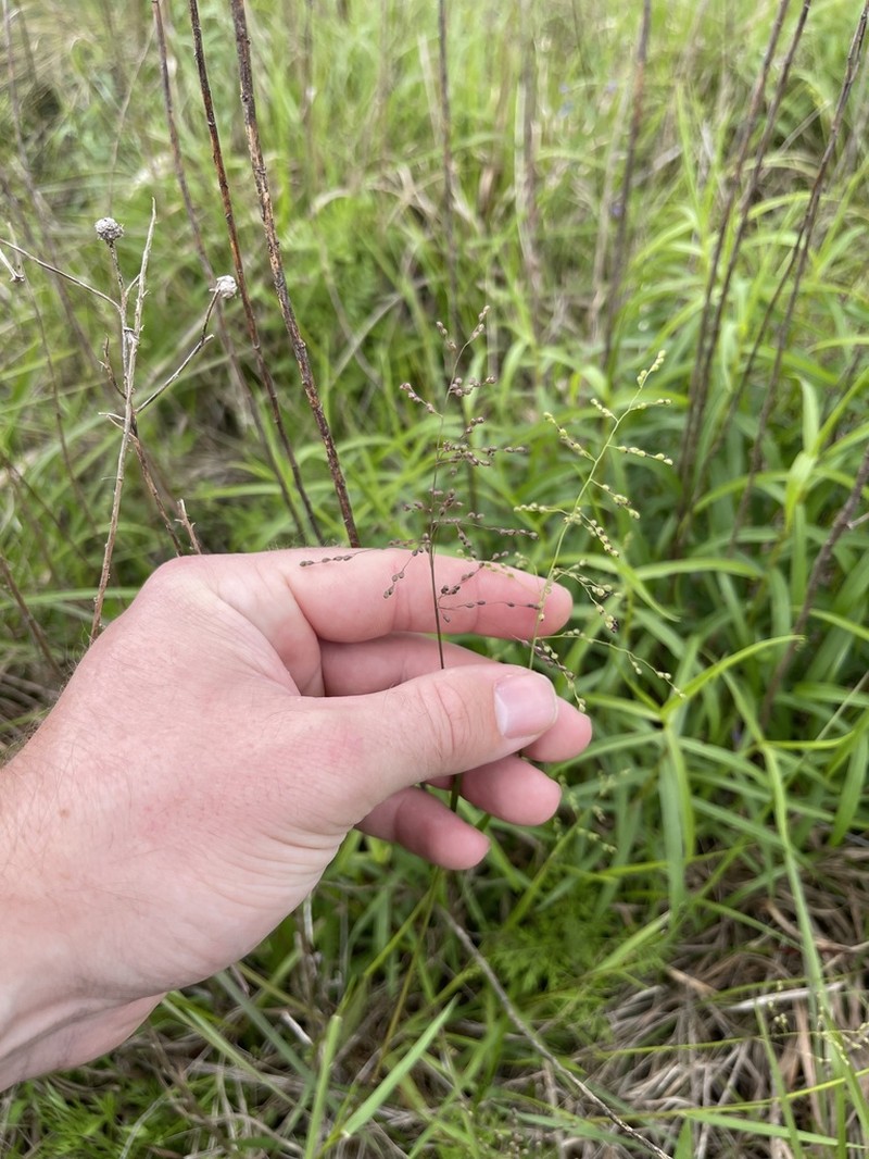 Dichanthelium ovinum photo 3