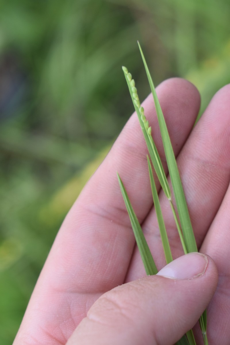Dichanthelium ovinum photo 4