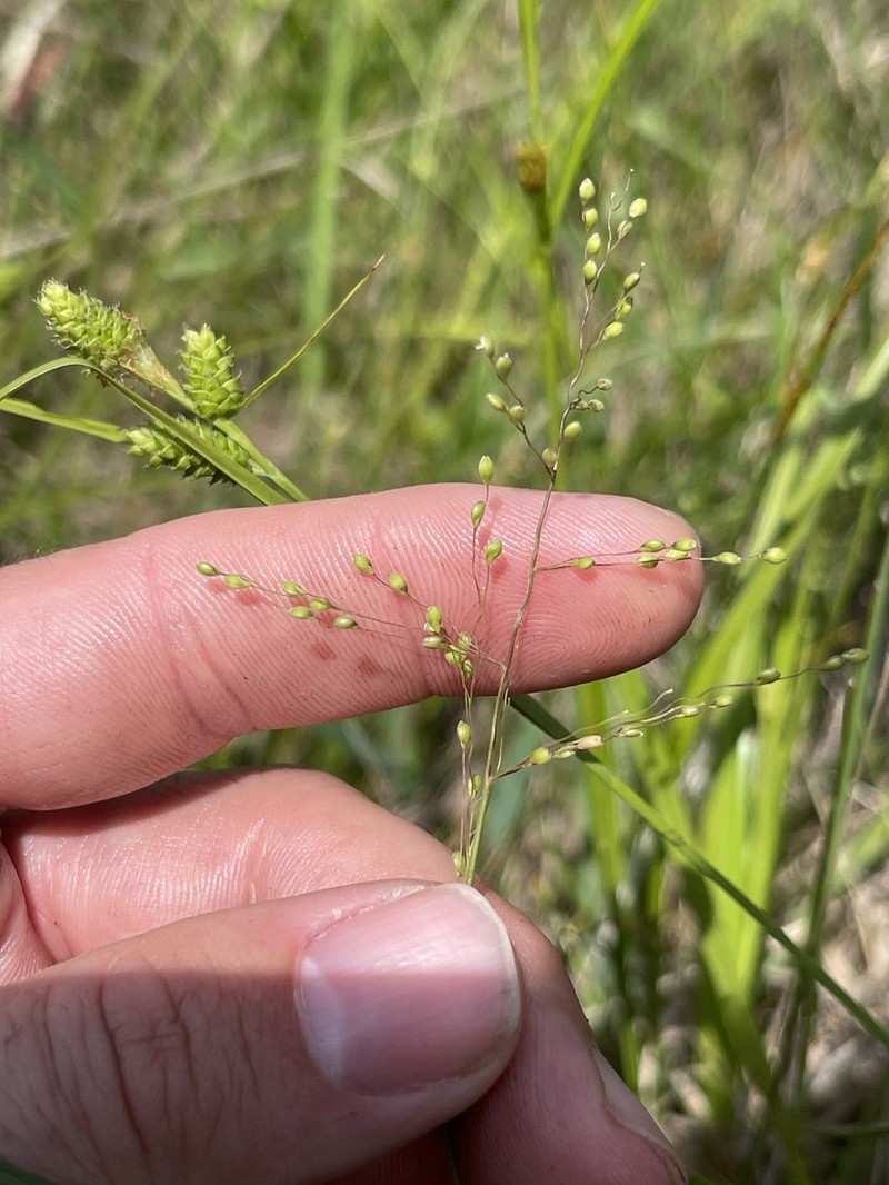 Dichanthelium ovinum photo 5