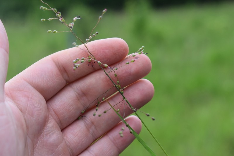 Dichanthelium ovinum photo 6