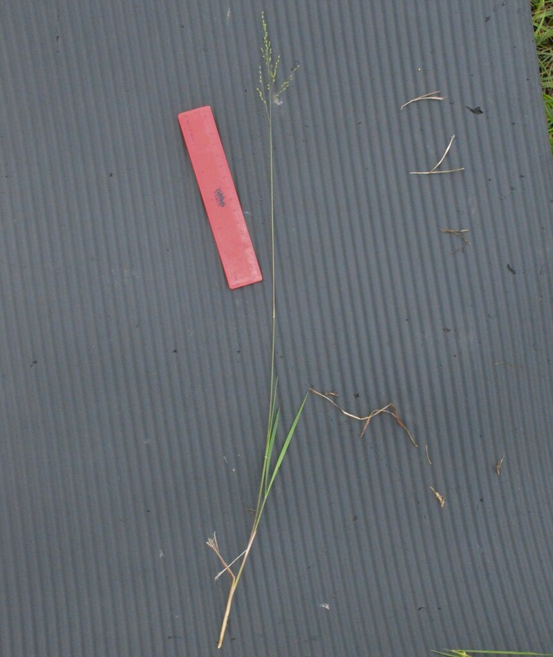 Dichanthelium ovinum photo 7