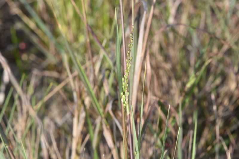 Dichanthelium ovinum photo 8