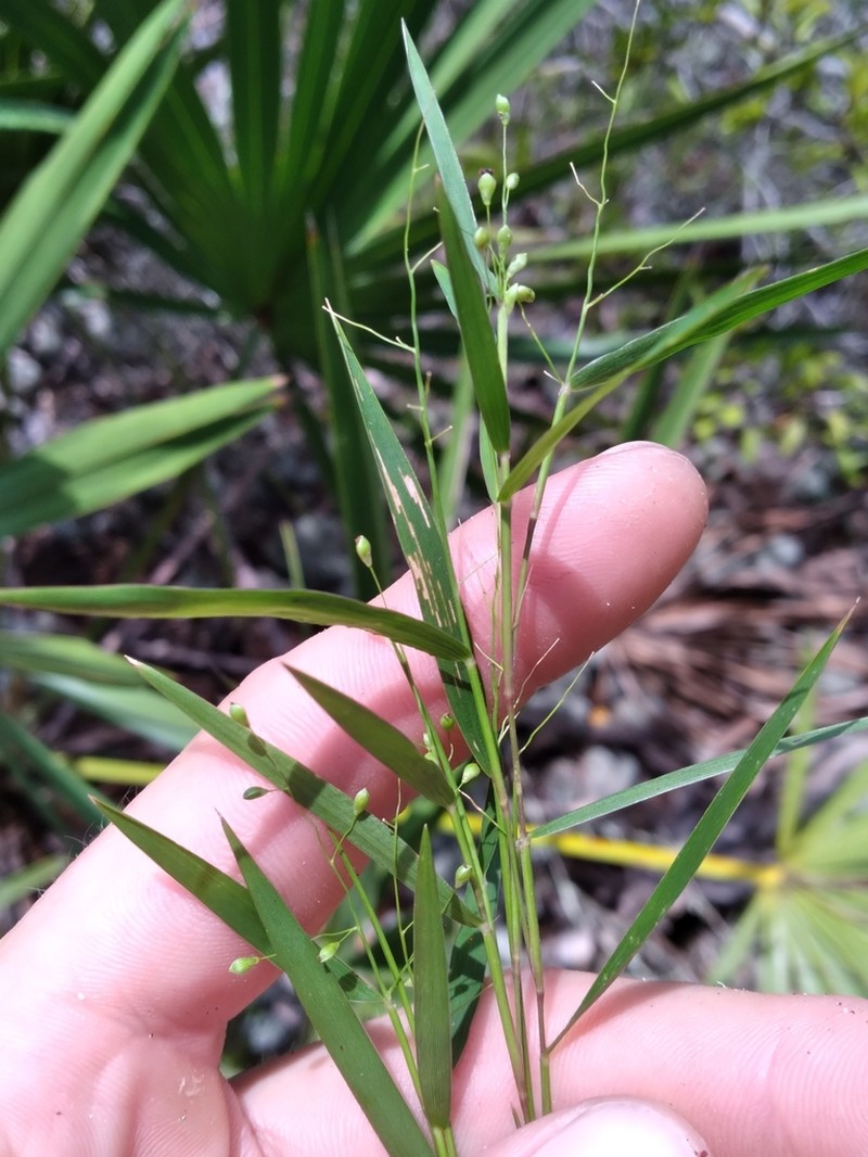 Dichanthelium patentifolium