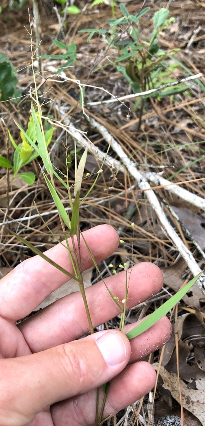 Dichanthelium patentifolium photo 2