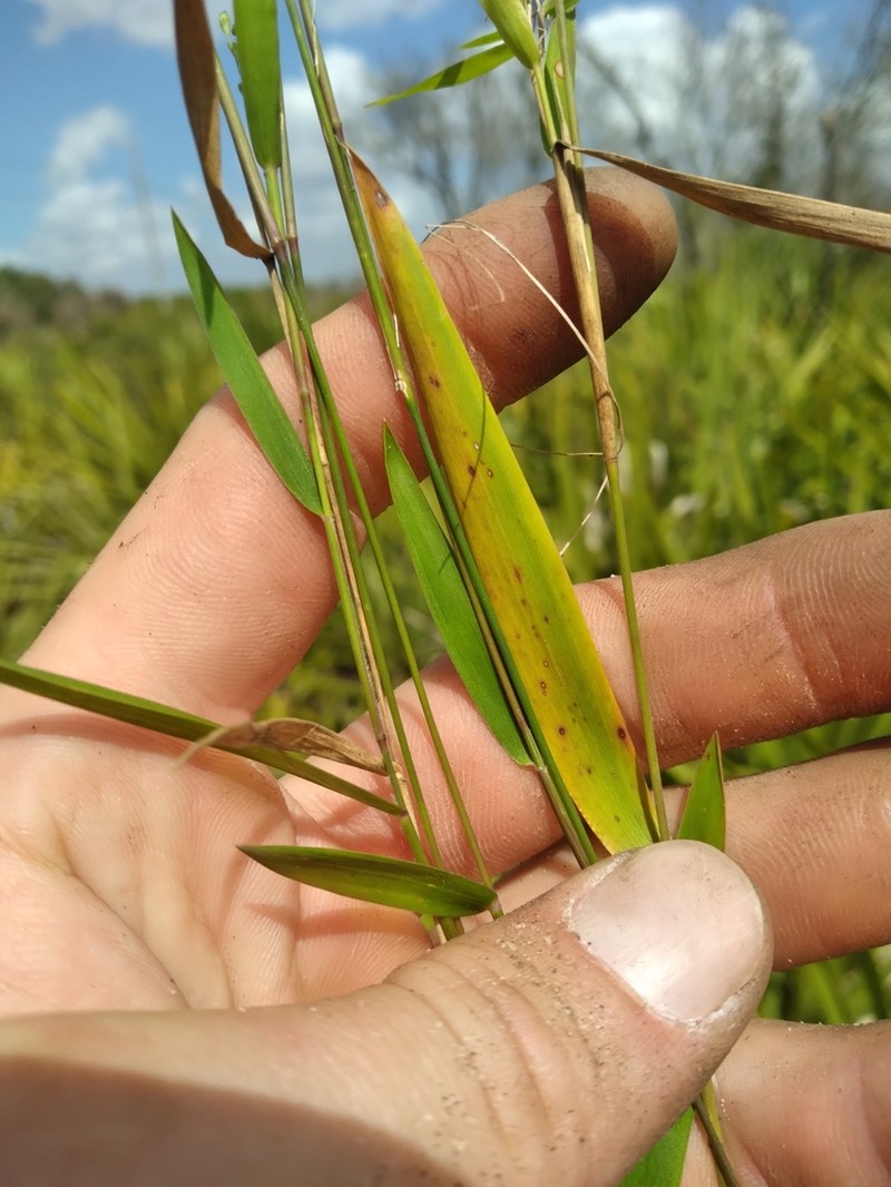 Dichanthelium patentifolium photo 3