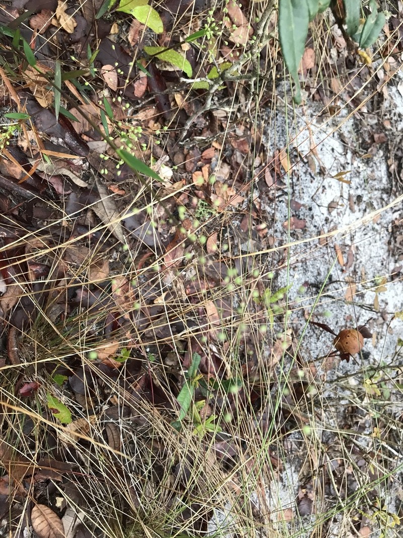 Dichanthelium patentifolium photo 4