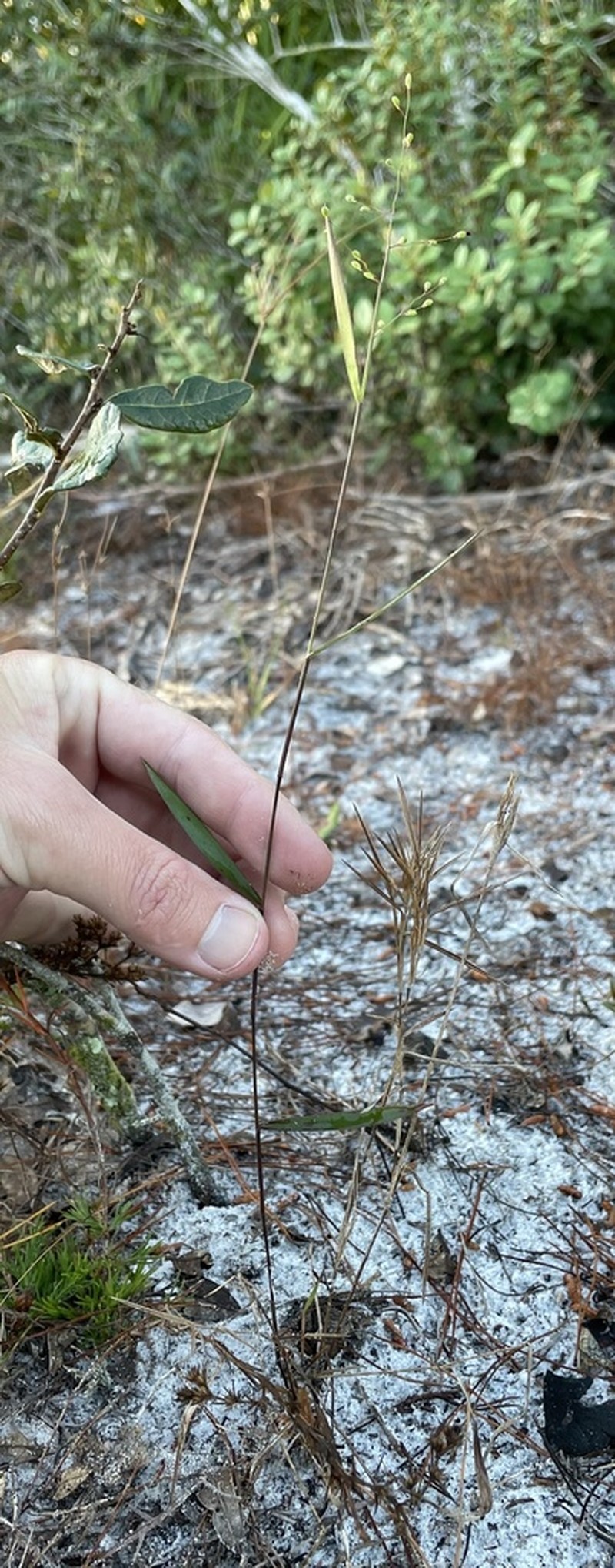 Dichanthelium patentifolium photo 5