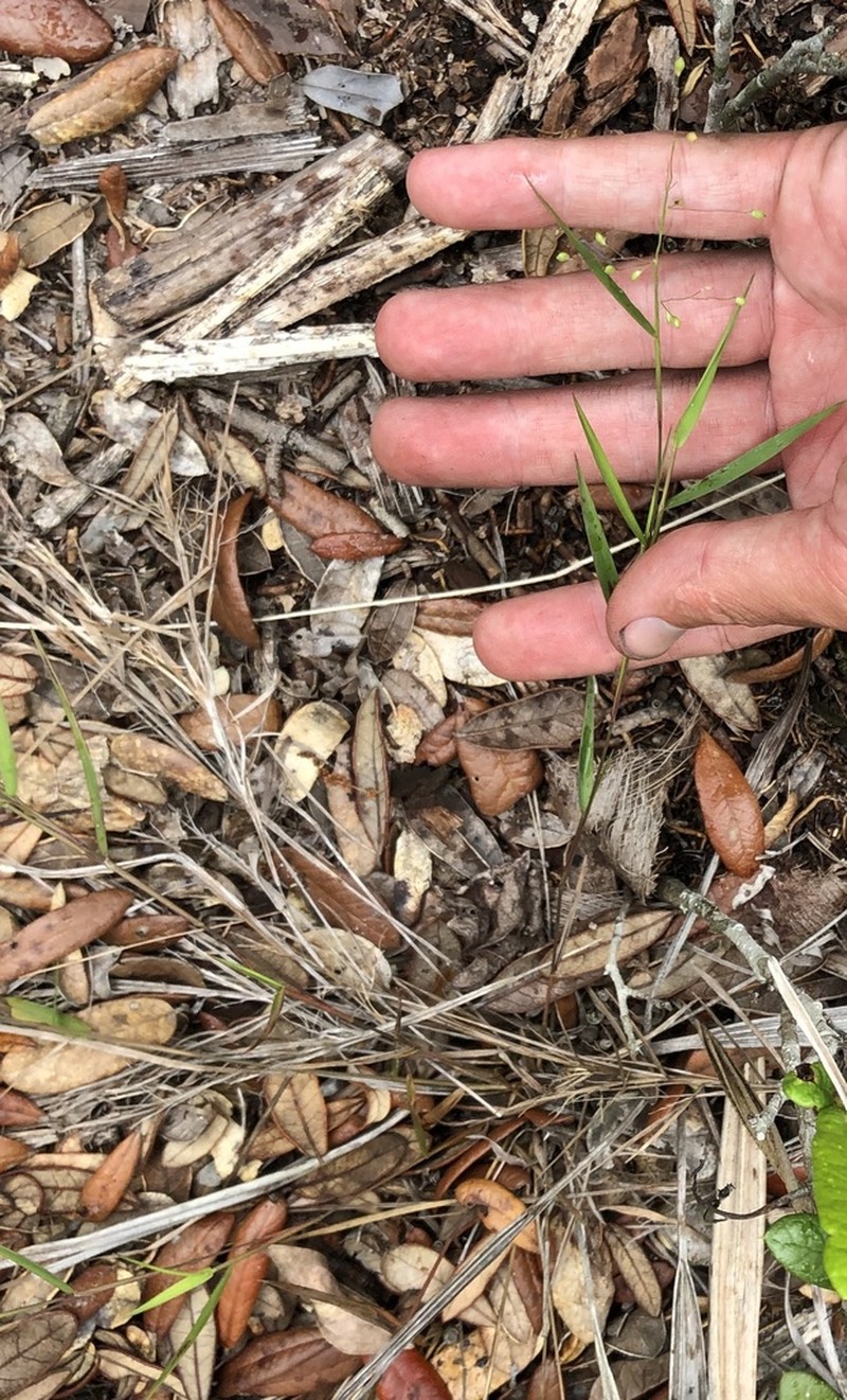 Dichanthelium patentifolium photo 7