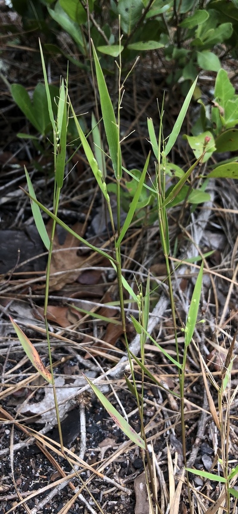 Dichanthelium patentifolium photo 8