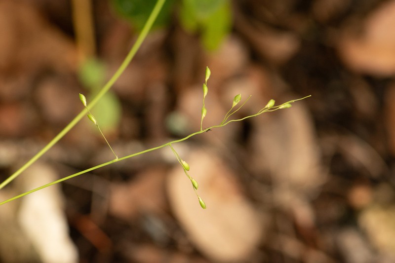 Cedar Rosette Grass