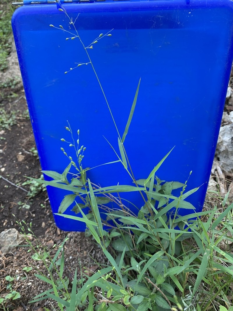 Cedar Rosette Grass photo 2