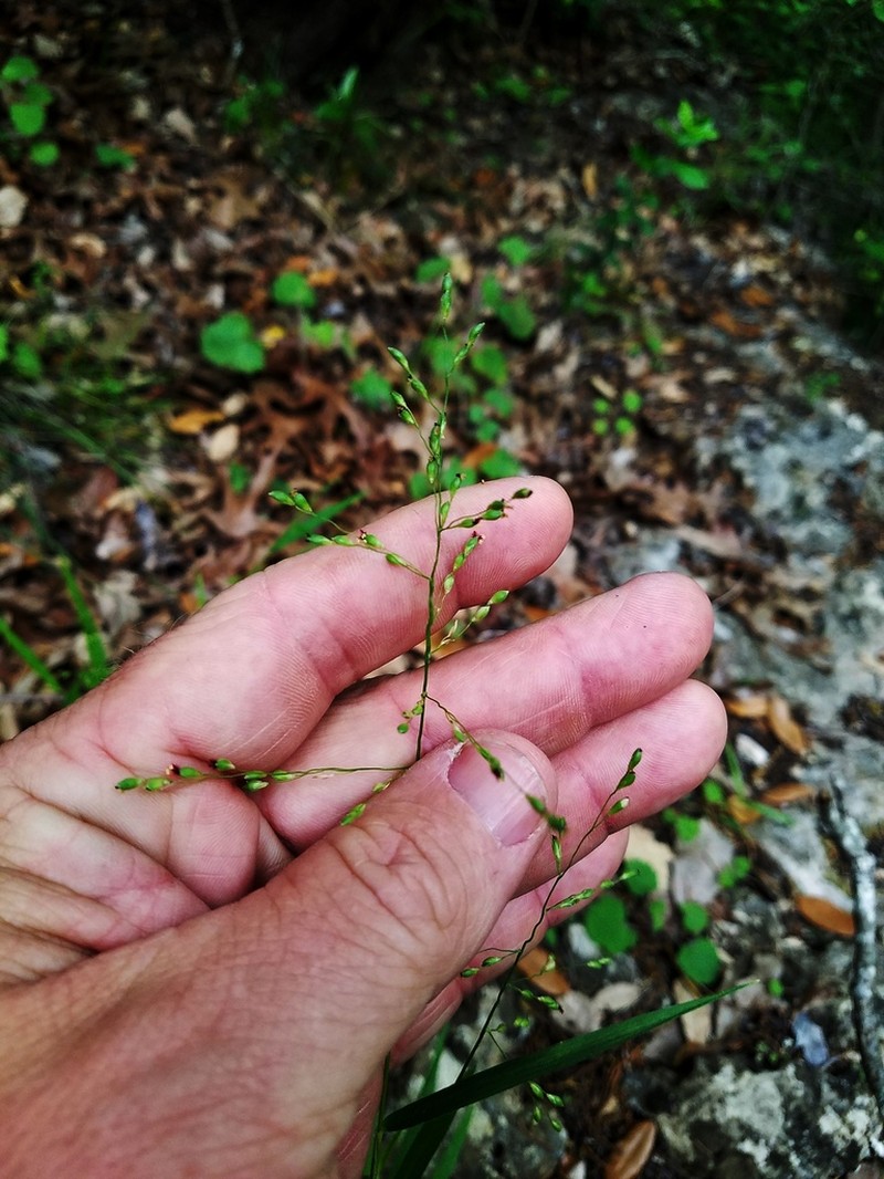 Cedar Rosette Grass photo 3