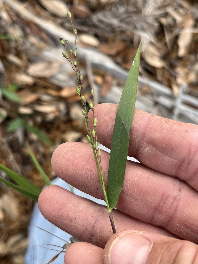 Cedar Rosette Grass photo 4