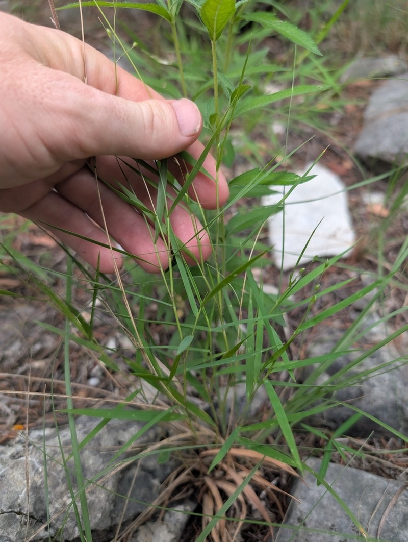 Cedar Rosette Grass photo 5