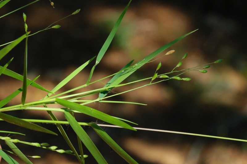 Cedar Rosette Grass photo 6
