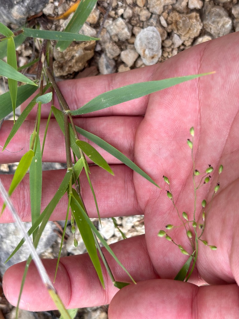 Cedar Rosette Grass photo 7