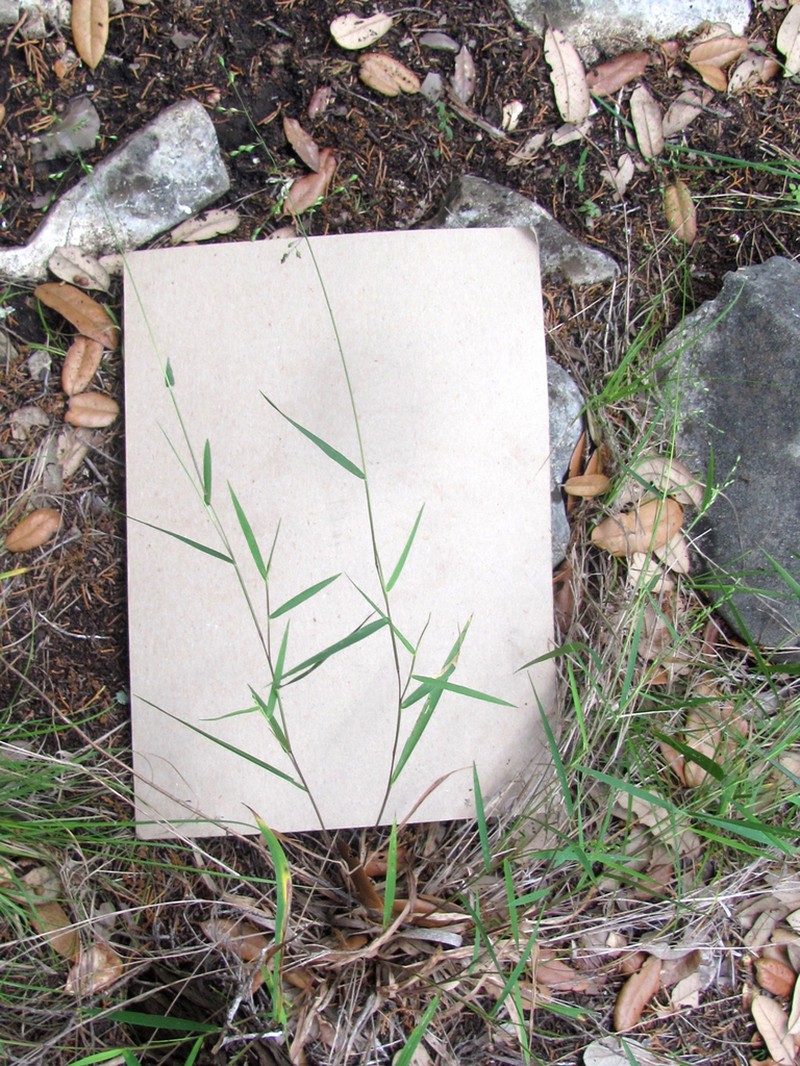 Cedar Rosette Grass photo 8