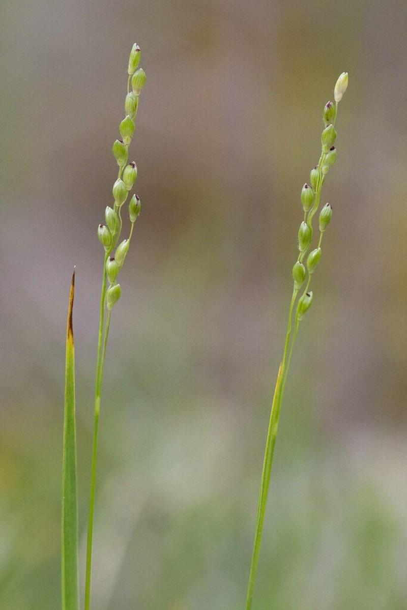 Dichanthelium perlongum