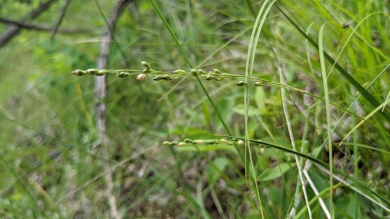 Dichanthelium perlongum photo 3