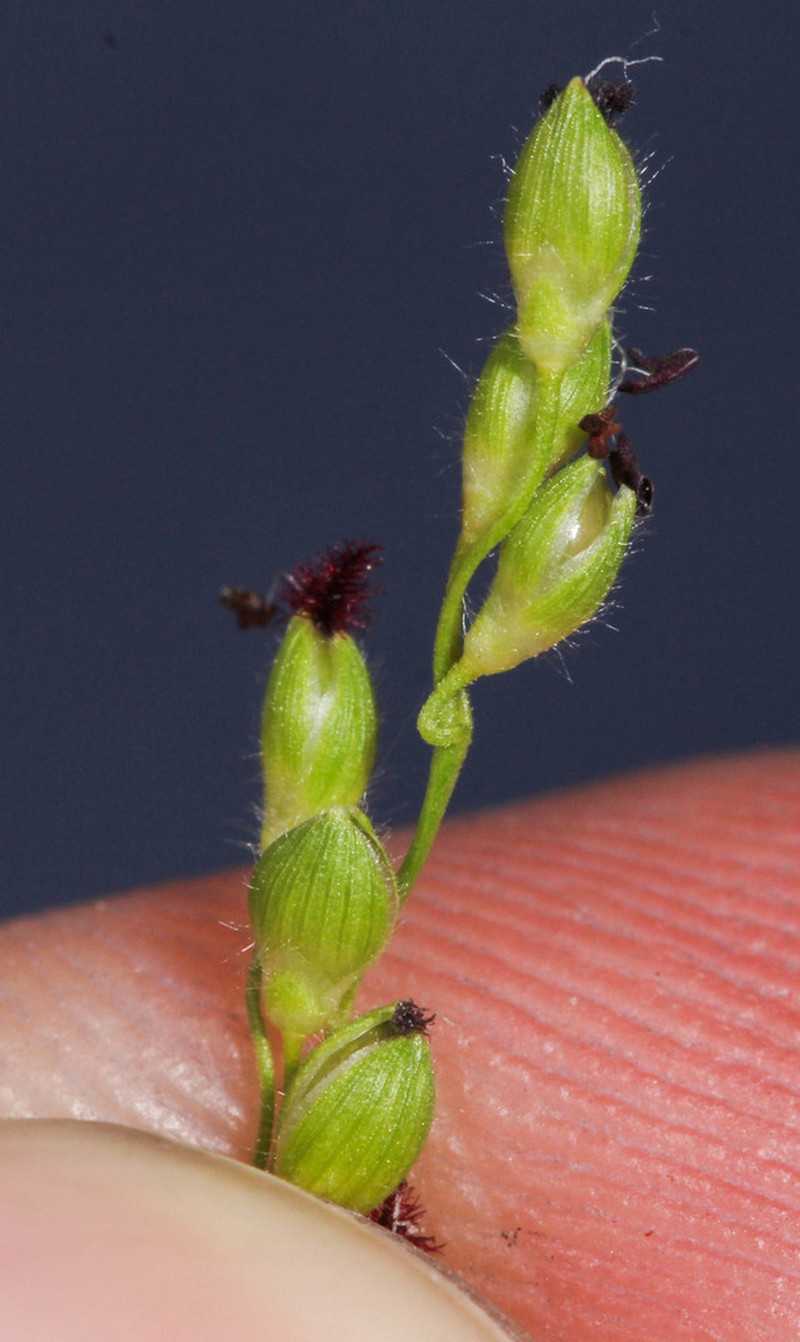 Dichanthelium perlongum photo 6