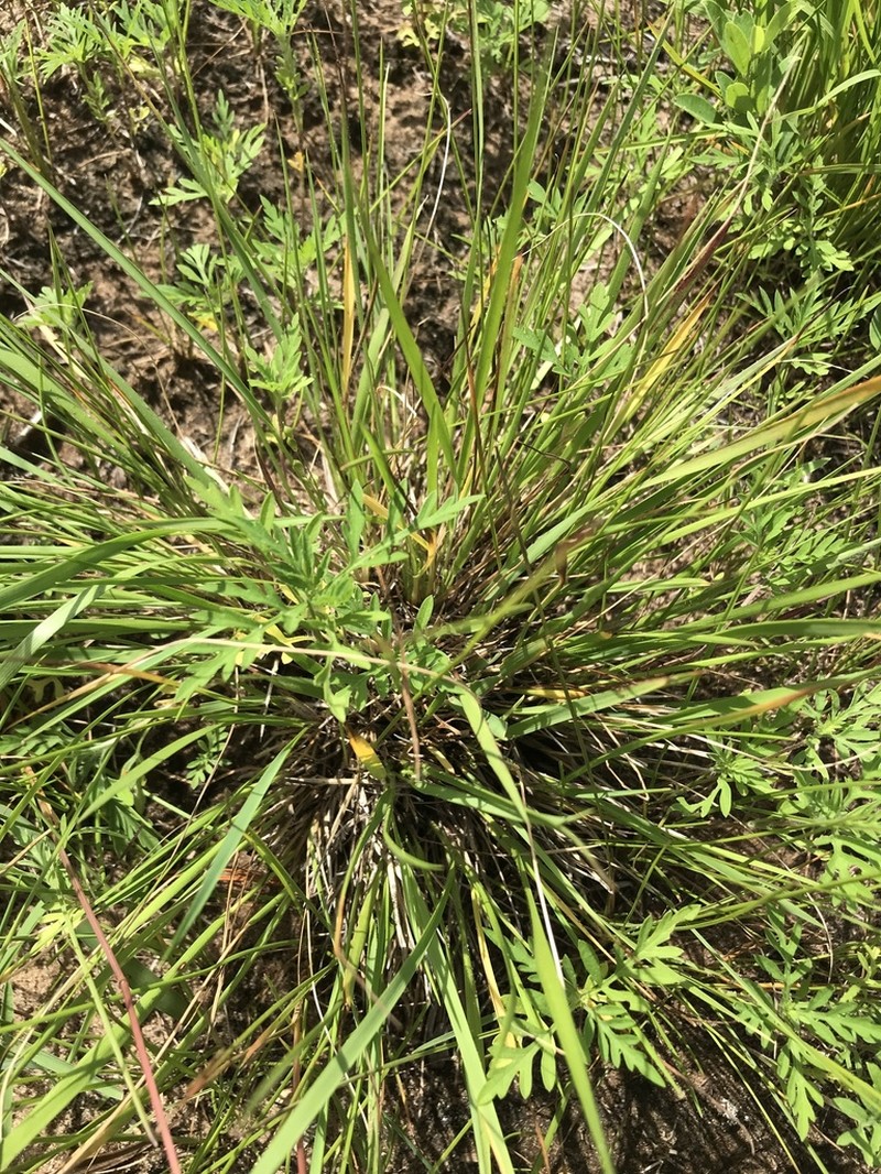 Dichanthelium perlongum photo 7