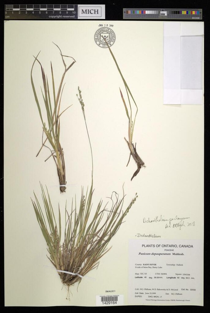 Dichanthelium perlongum photo 8
