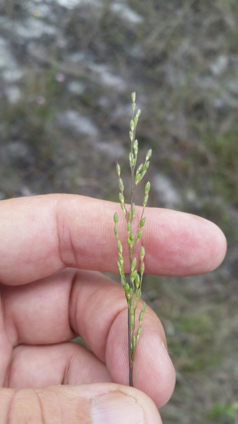 Dichanthelium pinetorum photo 2