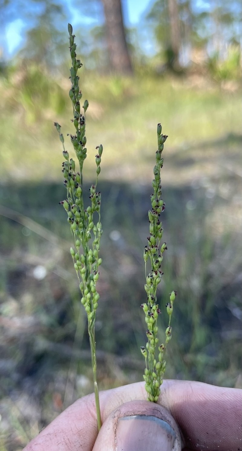Dichanthelium pinetorum photo 3