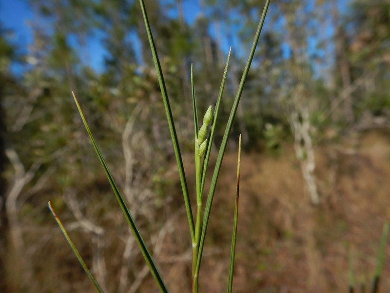 Dichanthelium pinetorum photo 4