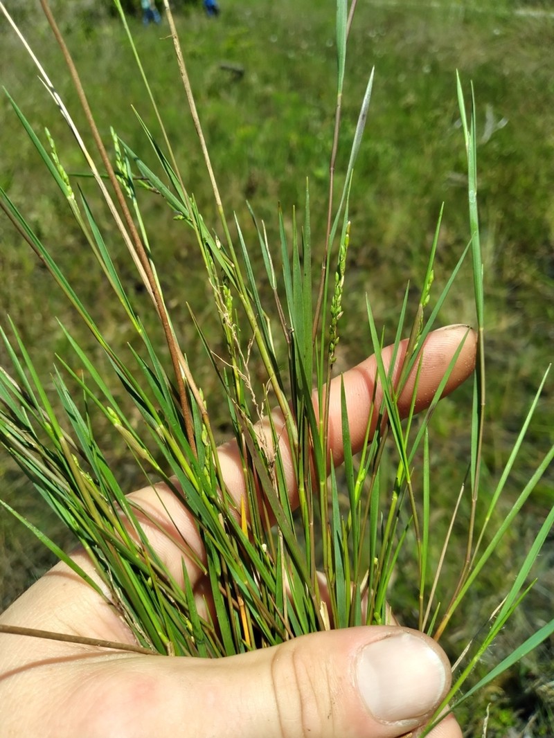 Dichanthelium pinetorum photo 7