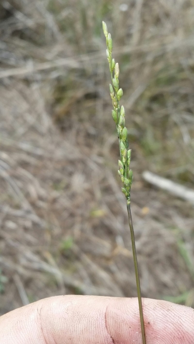 Dichanthelium pinetorum photo 8