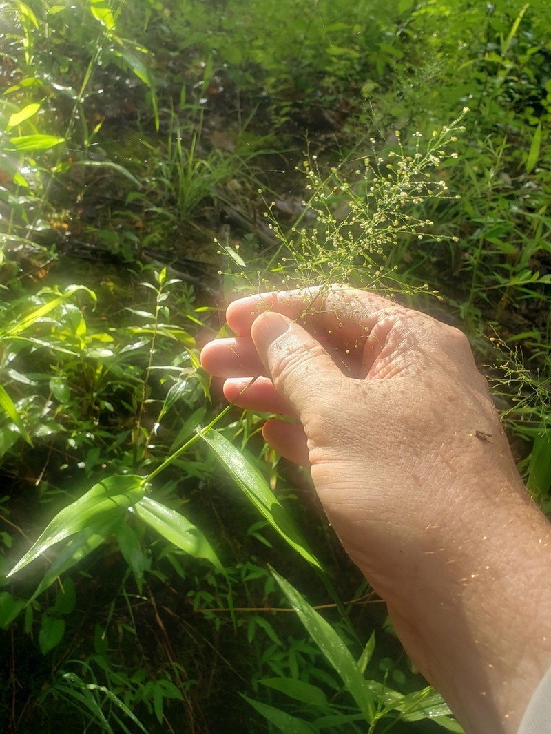Dichanthelium polyanthes