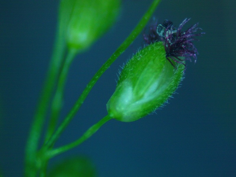 Dichanthelium polyanthes photo 2