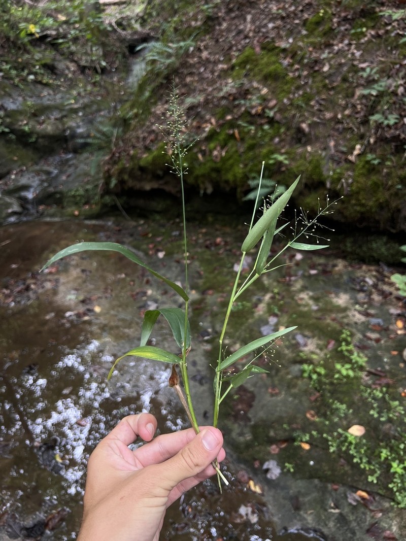 Dichanthelium polyanthes photo 3