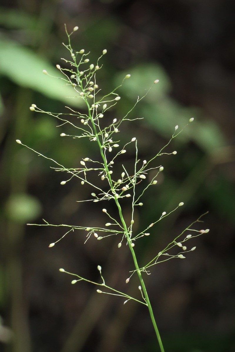 Dichanthelium polyanthes photo 5