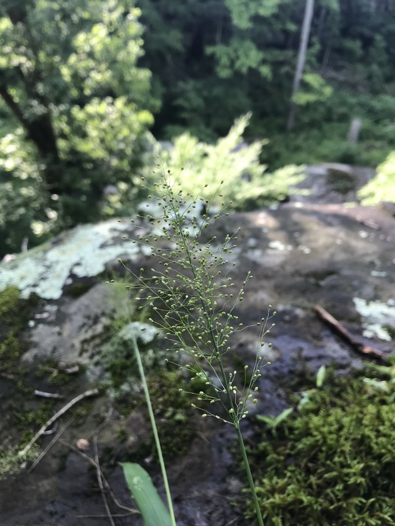 Dichanthelium polyanthes photo 6