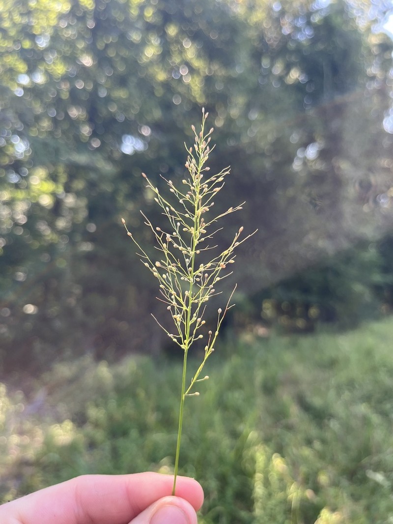 Dichanthelium polyanthes photo 7