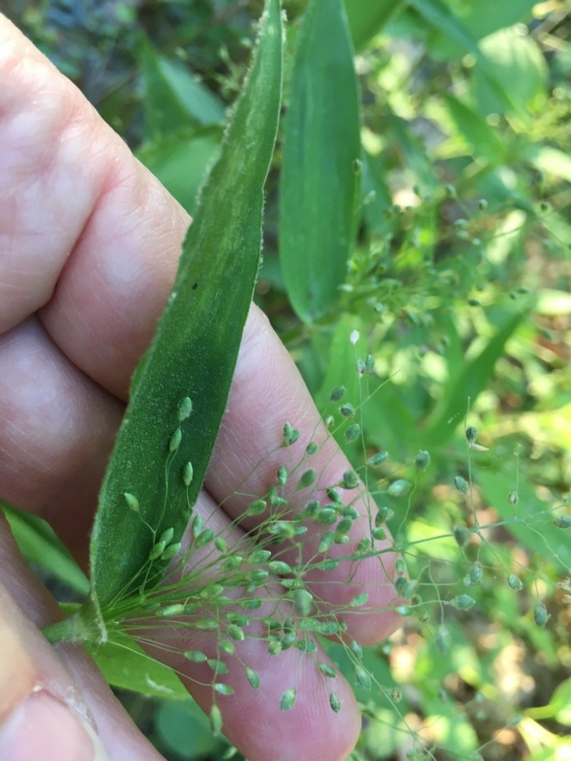 Dichanthelium polyanthes photo 8