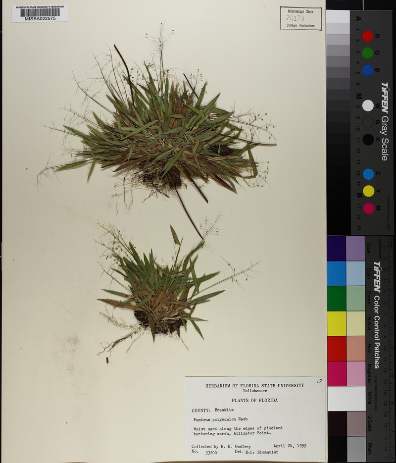 Dichanthelium polycaulon