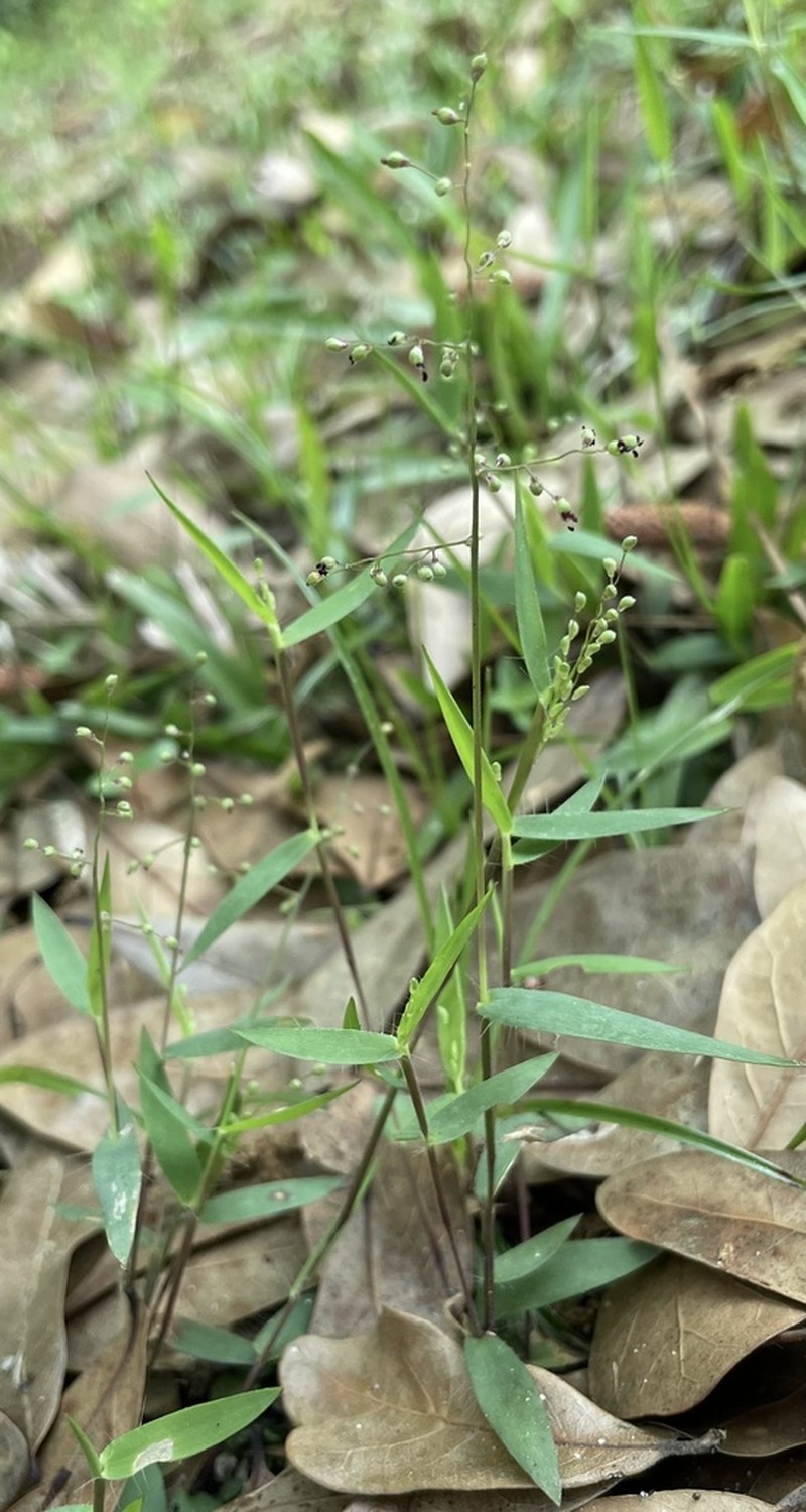Dichanthelium portoricense