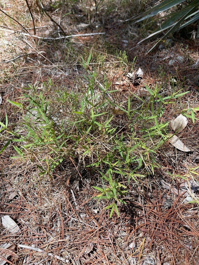 Dichanthelium portoricense photo 7