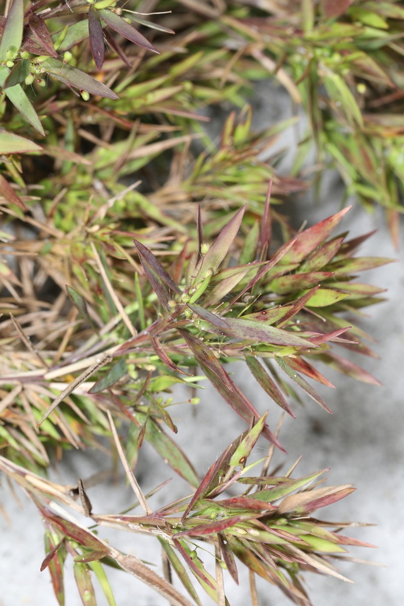 Dichanthelium portoricense photo 8