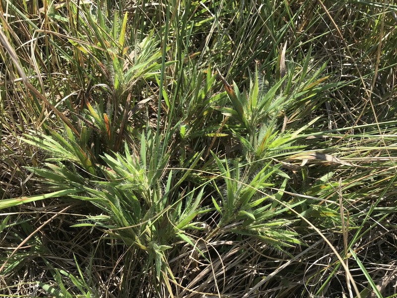 Dichanthelium praecocius photo 2
